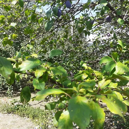 Lepa Kuca Tara Ferienhaus