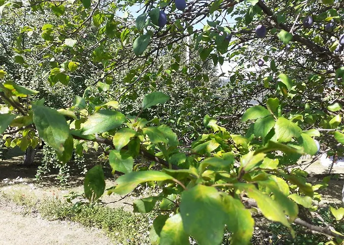 Lepa Kuca Tara Hébergement de vacances